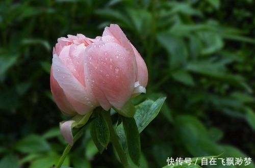 景点|芍药花开的季节，有哪些景点可以看到？芍药的寓意！