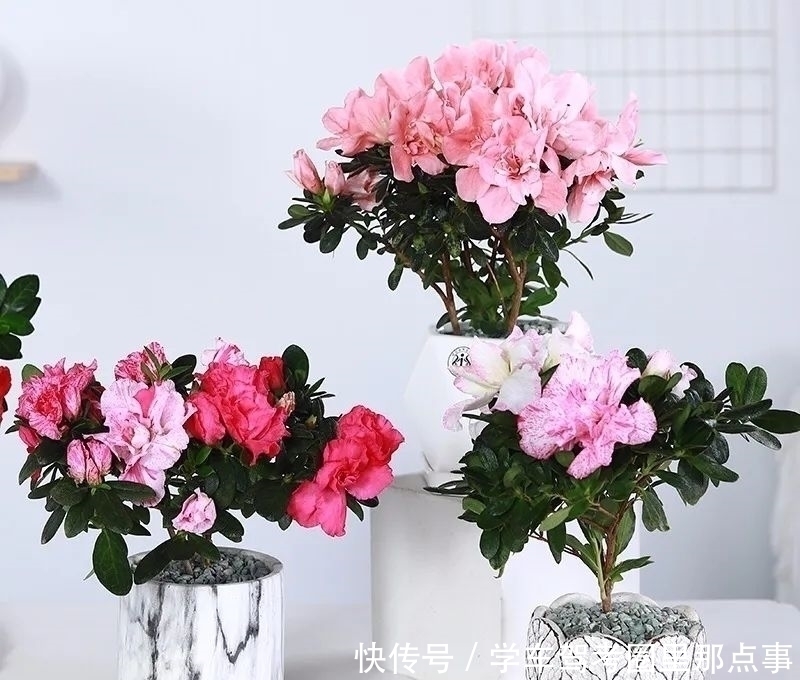 三角梅|家养六种花,个个都是“醋坛子”,隔几天喝一点醋,叶子绿油油的,越长越旺盛