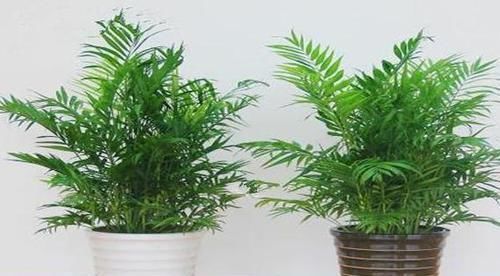 来不及出门远游,就在家养盆袖珍椰子,做到4点可赏异域风光