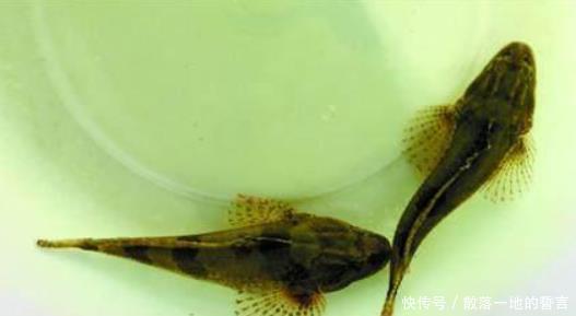 古代|中国四大名鱼,在古代都是皇帝的贡品,如今也是国宴必备佳肴!