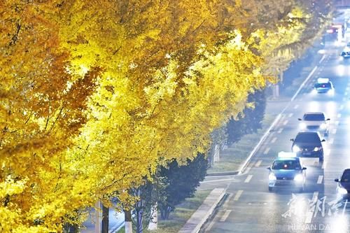 道路两旁金黄的银杏|银杏大道 夜色迷人