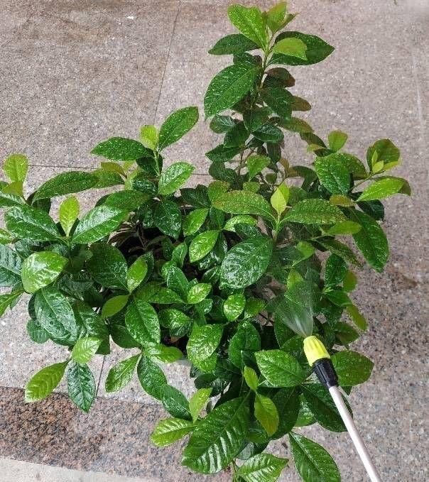 叶子|天冷这样养栀子花,叶子照样油绿,花期绽放芳香迷人的花朵