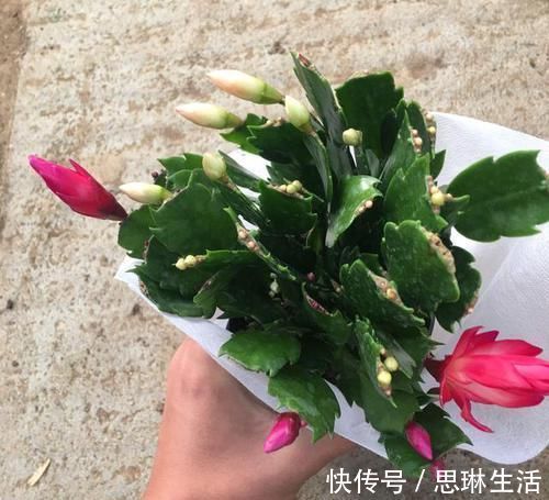 磷酸二氢钾|蟹爪兰不烂根,叶子肥厚,把握好此3点,新芽不断冒出