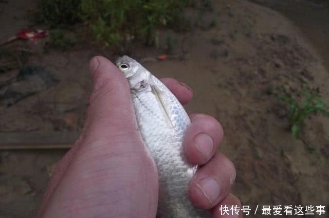 细米糠|钓白条鱼真是累人,用我分享的方法,只要你下钩,它就在那等你