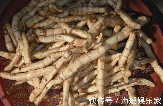 泡菜凉拌|这野草人称“草石蚕”,以前被人瞧不起,现在泡菜凉拌都不错