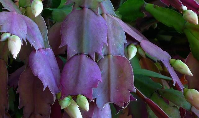 家家|“生根剂”不用买,这2种家家都有,老花匠自己做生根快效果更好