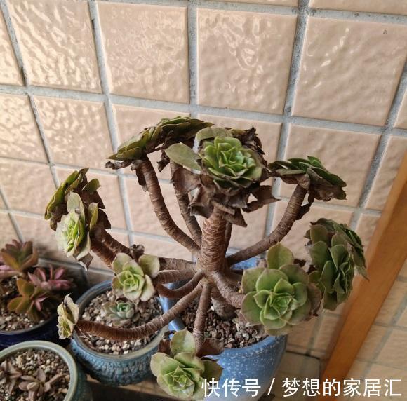 光照|多肉徒长咋处理?分2种情况,根据徒长情况,要么撸叶子要么砍头