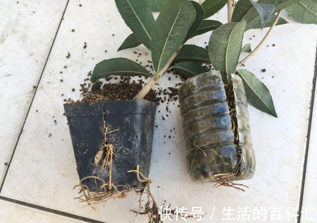 这花不用扦插，枝条套个塑料袋，大白根呼呼冒养花大全昨天