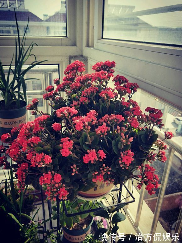 打理|长寿花“睡醒了”，3个技巧打理一番，满盆窜花苞，年前正好开花