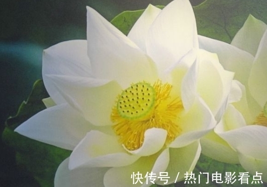 属相兔属兔|7月下旬，鸿运当头，4属相桃花朵朵，喜事不断，日子顺心如意