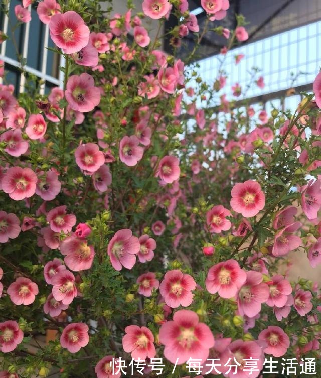 花期最长的植物,号称开花机器,四季有花开,养护容易,值得拥有!