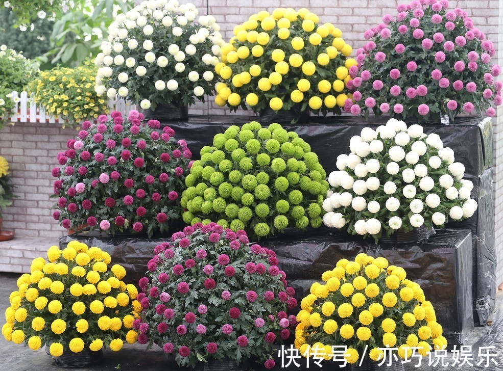 花苞|想让菊花“开花多”,9月开始做3点,花苞大、花朵密,太迷人