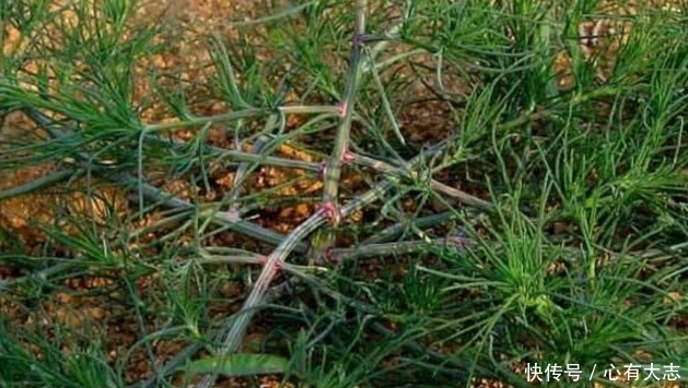 农村地里这4大野菜，说出三种名字算你厉害，全部都吃过我服了！