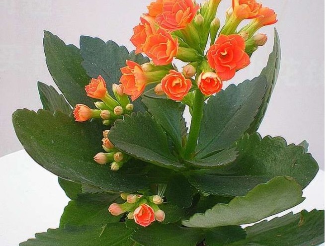 绿植|几款最流行的绿植盆栽花卉，新手也能养活，把家变成一片花海