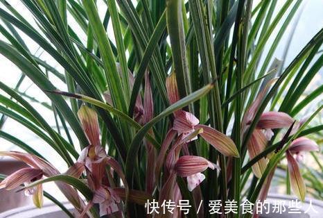 兰花不开花,抓住2个关键点,喂上2种水,根壮芽多,花量翻倍