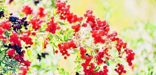 胃热|中年人养生，都吃以下食物，活血散淤、除胃热、解药毒，肌肤好