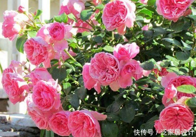 4种花最适合冬天养,全年开花不断,漂亮迷人,花大色艳