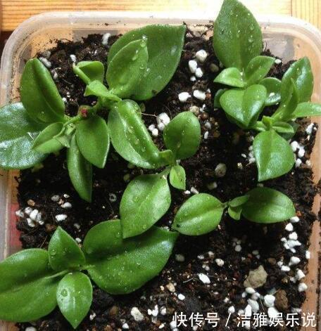 牡丹吊兰|家中养一盆这种“吊兰”,一个修剪技巧,长爆盆,朵朵红花开不停