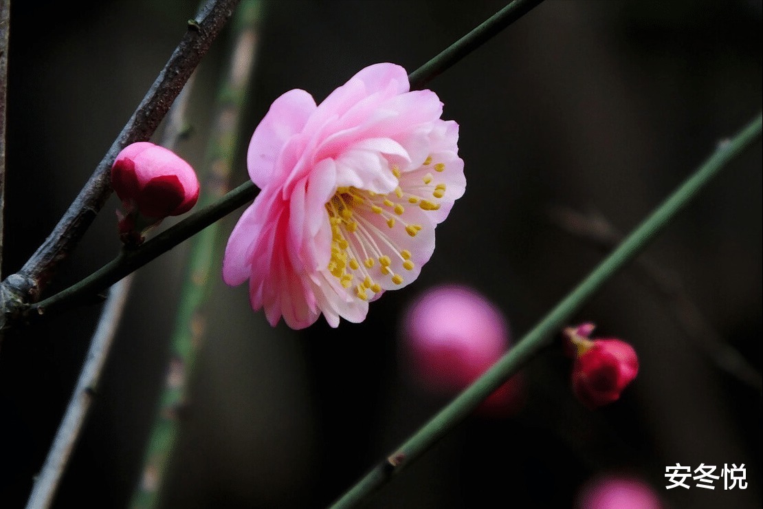 疏竹&真正优秀的人,拥有这三种品质