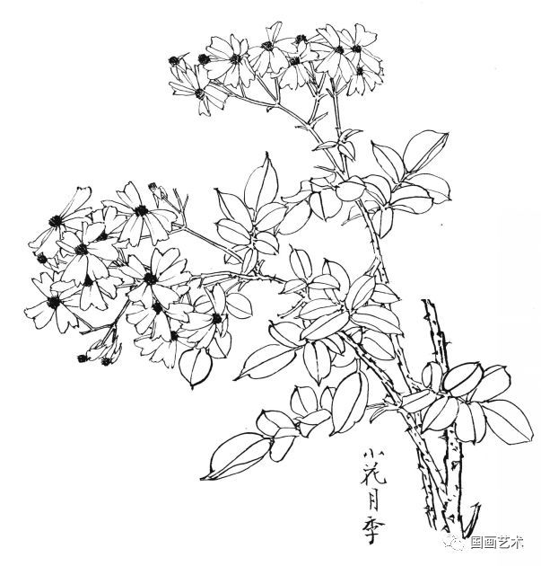  白描|花卉白描图谱选页分享