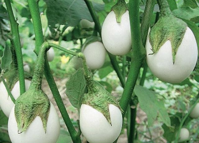 奶奶在阳台盆栽“蛋树”，1盆结出“10颗果”，60天摘一茬，够吃