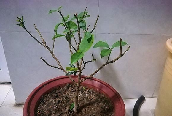 养双色茉莉,做好“3件小事”,一棵开100朵,连续开花,又香又美