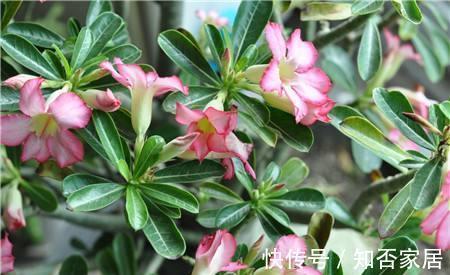原产地|沙漠玫瑰叶子发黄掉落怎么办，别着急沙漠玫瑰叶黄解决方法看这里