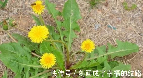 小根|农村遍地生长的十大野菜,浑身都是宝,降三高防癌,城里人抢着吃