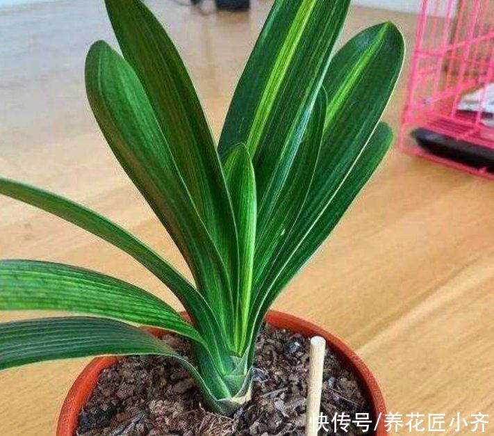叶绿|七八月份是君子兰“难养期”,要做好“2不1少”,才能叶绿根壮