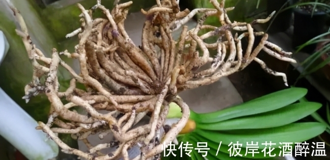 如何让君子兰主动开花?给你4个建议,到时间就开,不用发愁