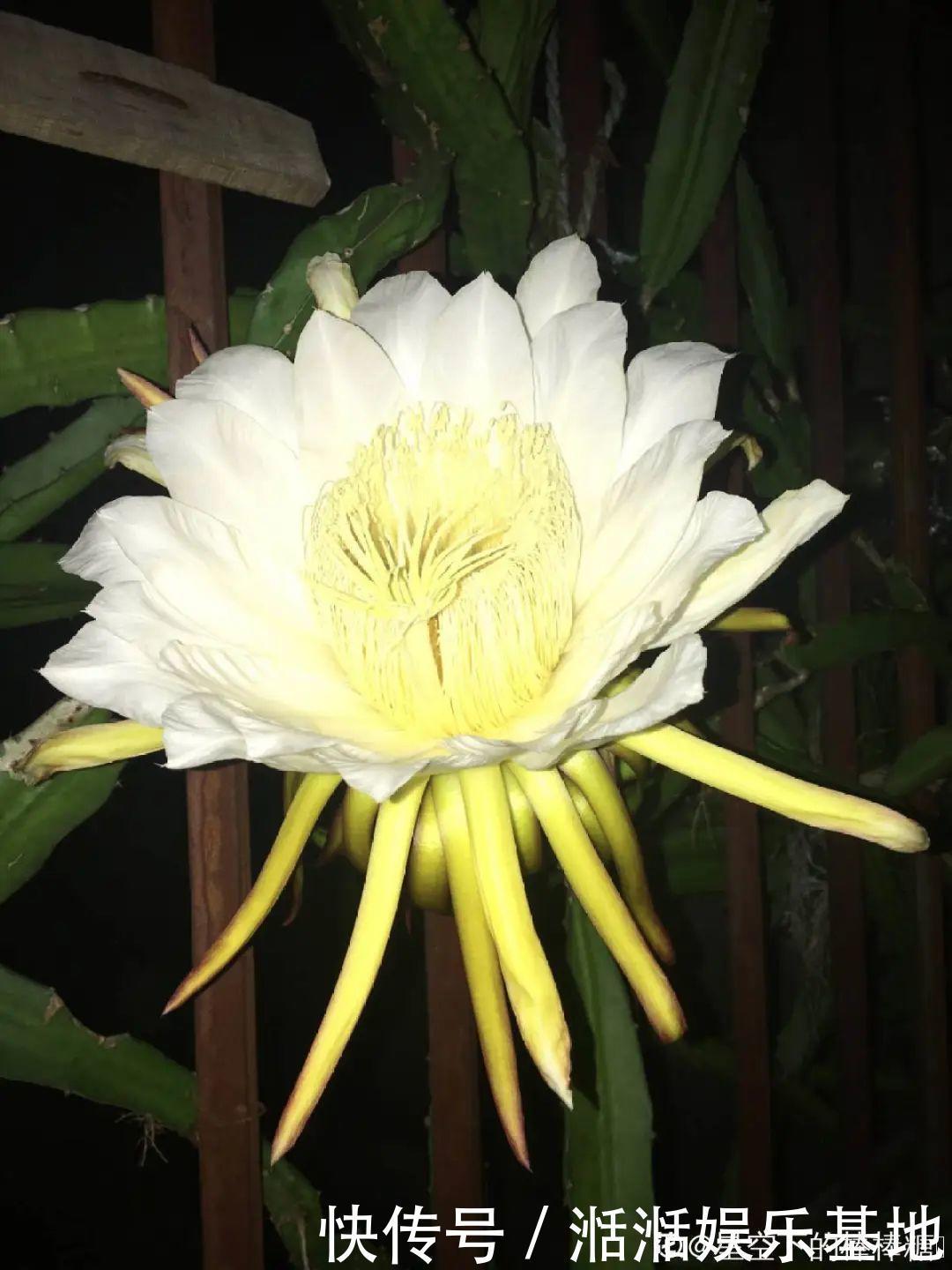 大爷家荷花种在花盆里，1次开花20朵，比巴掌还大！