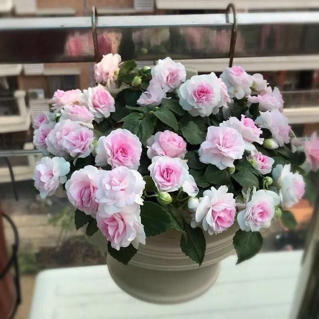 比长寿花还好养的“1种”阳台花,到了3月满盆冒花苞,谁养都活