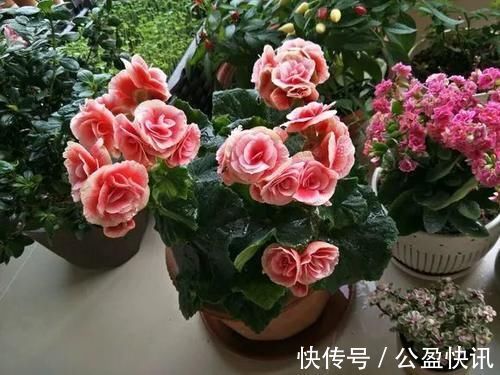 新芽|冬天3种花要饿着养,水肥多了反而烂根,别帮了倒忙!