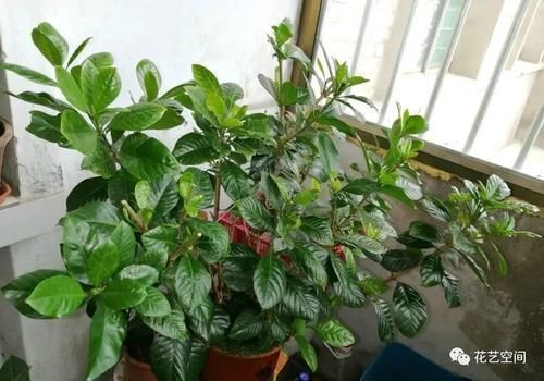 茉莉花栀子花的修剪,记住“冬轻春重”,分枝长的多,开花不停歇