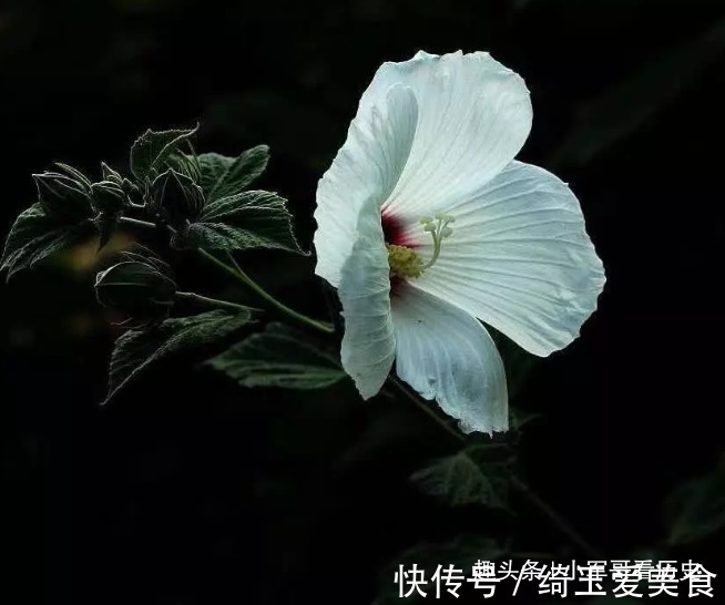 此花一天有三变化，相当的具有特殊，具有早熟的寓意