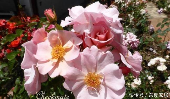 花朵|20款露台月季品种,超级丰花、适合露台、阳台盆栽,皮实好养