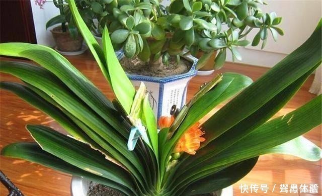 黄褐斑|养君子兰看“叶子”,水多水少有信号,养起来方便多了!