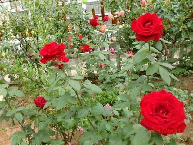 “见干见湿”原来是这个意思，我一直没搞懂，难怪养不好花