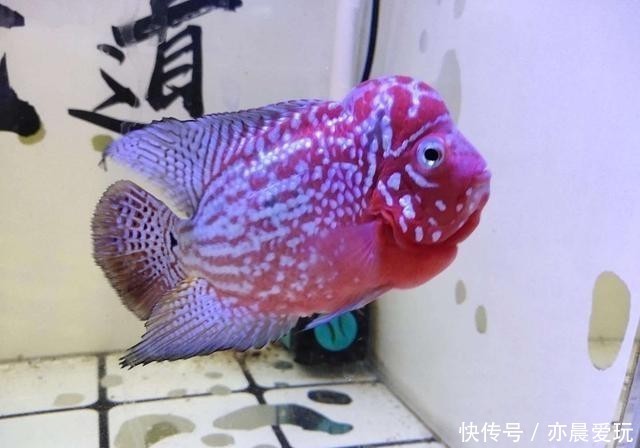 最低|治疗很多观赏鱼病,下药是最低端的治疗手法,不要以为多么高明