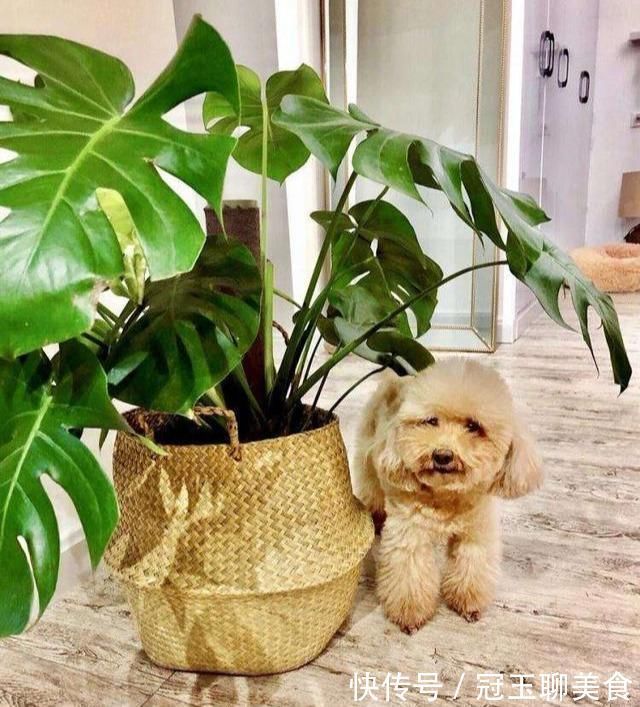 养这4盆花,在家吸烟也不怕,二手烟吸光光,空气清新,一家健康