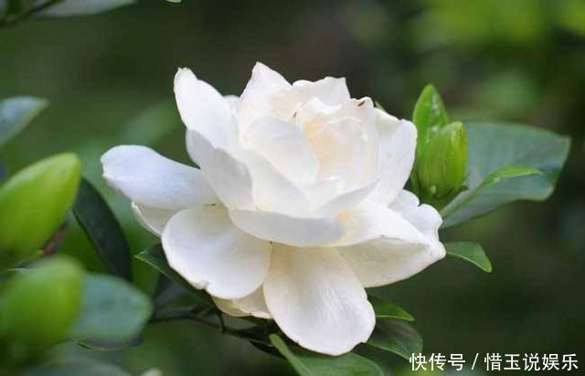 绣球花|这几种花入秋就别动了,剪错地方花芽全掉了,明年开花都成问题