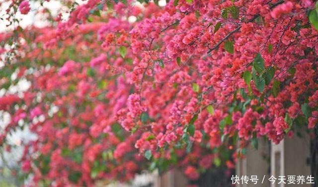 4种花“最好养”,种一棵长一片,密密麻麻都是花!