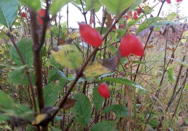 农村|农村一种非常好吃的野果,姑娘说有爱情的味道,卖的价格也很高