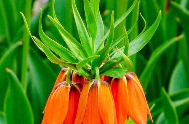 感冒|女性常吃“止咳花”,治疗感冒有奇效,嫩肤养颜,预防乳腺癌!