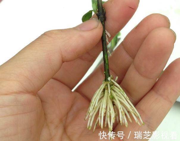 养花缺少生根水怎么办？自己这样制作，安全环保、效果好！