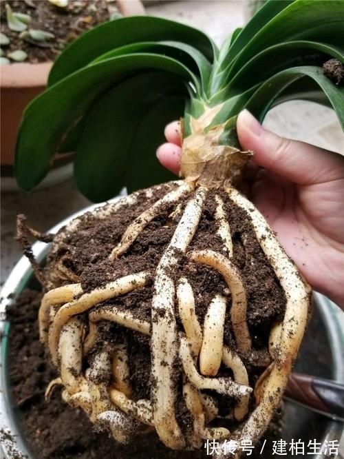 山上的“这东西”，捡回来养护君子兰，轻松解决土壤板结问题！