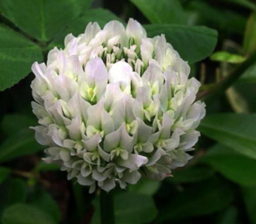 菊花|养树不如养盆“假菊花”,一浇水就狂长,比绿萝好养、比菊花美