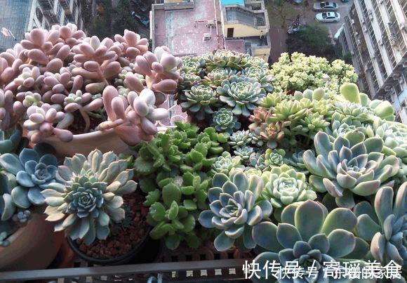 多肉|往土里扔点这个料，多肉胖成了小肥子