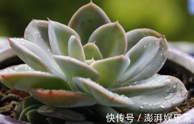 密封|多肉不好养给它喂点“这种水”,快速上色越长越旺,爆盆不是梦