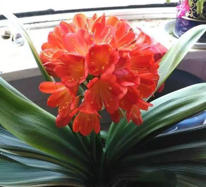 4种花现在养刚刚好，冬天开花很漂亮，花量超大漂亮极了